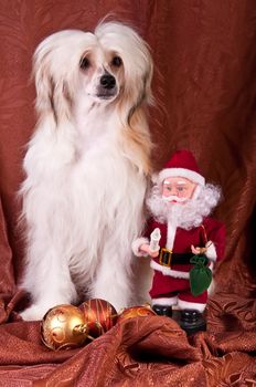 Groomed Chinese Crested Dog sitting - Powderpuff, 10 month old.