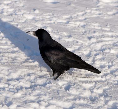 High resolution image. Black a crow on snow. Animal.