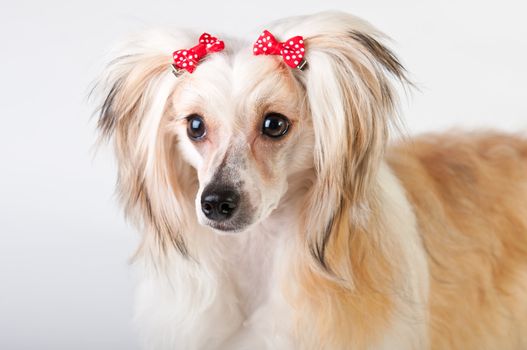 Groomed Chinese Crested Dog sitting - Powderpuff, 10 month old.
