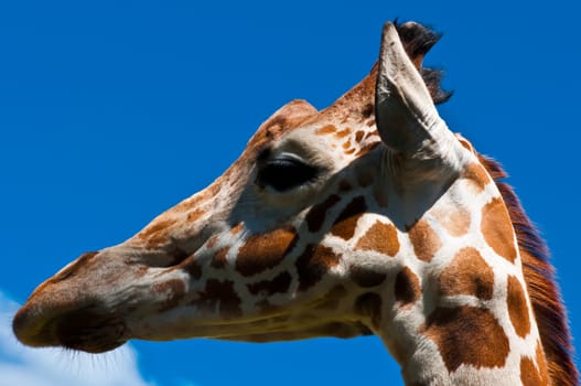 Portrait of a curious giraffe. Giraffe in a zoo.