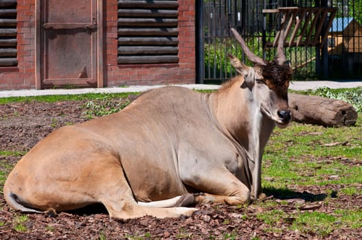 The antelope in a zoo lays on the earth.