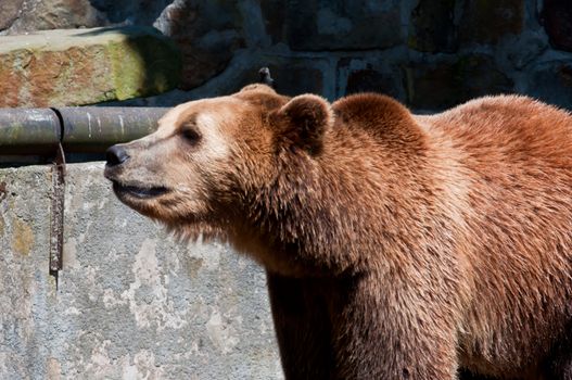 Portrait of a brown bear. Zoo of a city of Kaliningrad.