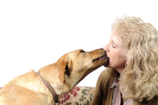 A female White Labrador dog kissing its female owner on a white background