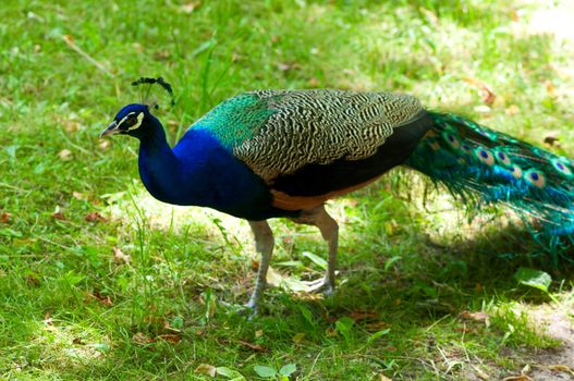 Picture of a beautiful male peacock with colorful tail on display.
