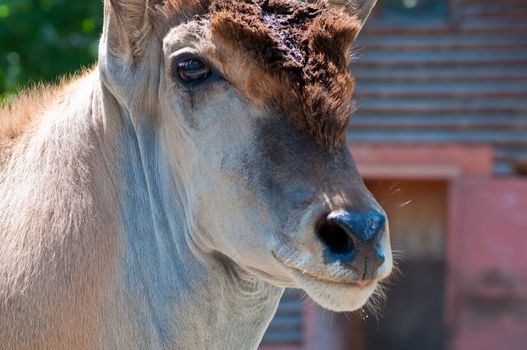 The antelope in a zoo stands and looks at people.
