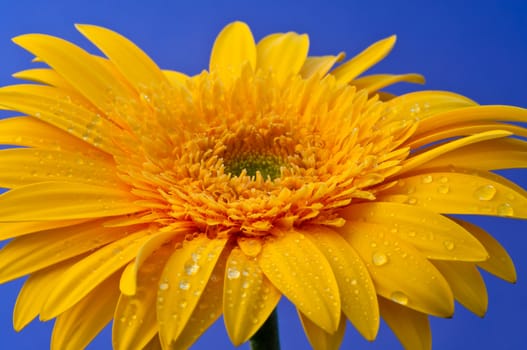 Gerbera is a genus of ornamental plants from the sunflower family (Asteraceae).