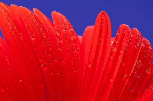 Gerbera is a genus of ornamental plants from the sunflower family (Asteraceae).