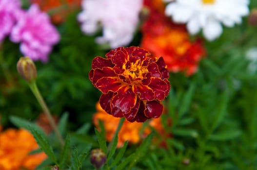 Beautiful flowers grow on a bed. A summer season.