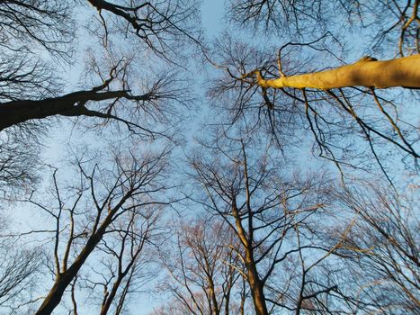 Forest point of view during winter in Germany