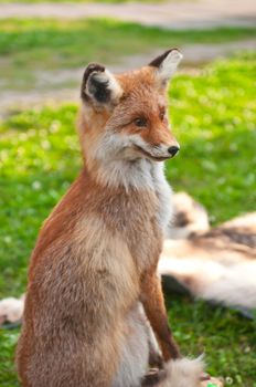 Red fox is sitting on green grass. Vulpes vulpes.