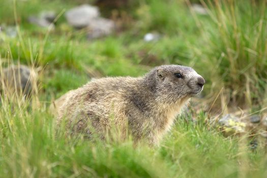 A cute marmot in the alps