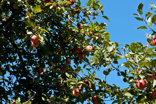 Red ripe apples on apple tree branch, blue sky background