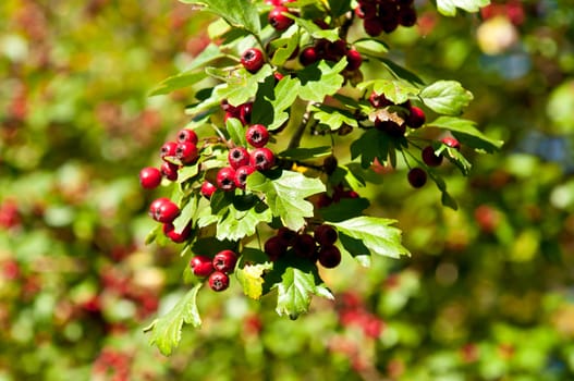 Red berries on the tree. Green bush with clusters of red berries.