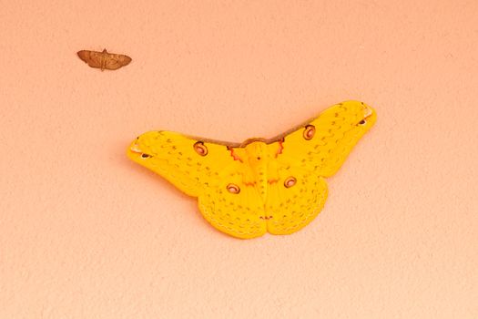 yellow butterfly in Thailand