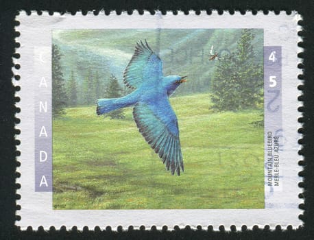 CANADA - CIRCA 1997: Rare birds. Mountain Bluebird, circa 1997.