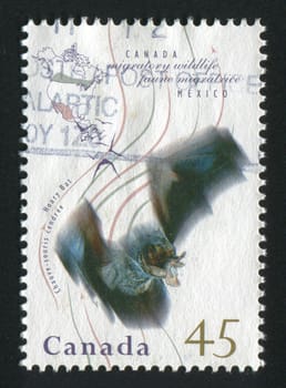 CANADA - CIRCA 1995: Migratory Wildlife. Hoary bat, circa 1995.