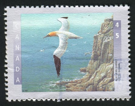 CANADA - CIRCA 1997: Rare birds. Northern Gannet, circa 1997.