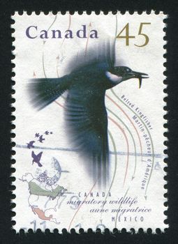 CANADA - CIRCA 1995: Migratory Wildlife. Belted kingfisher, circa 1995.