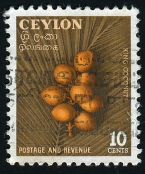 CEYLON - CIRCA 1954: Coconut palm tree with nuts, circa 1954.