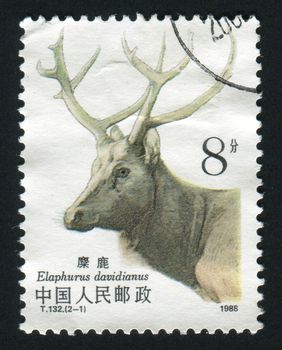 NORTH KOREA - CIRCA 1988: side view of majestic whitetail buck in sunlight against dark woods, circa 1988.