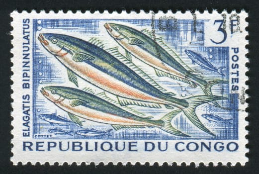 GAMBIA - CIRCA 1966: Sloane's viperfish, Chauliodus sloani, is a dragonfish of the genus Chauliodus, found in all tropical and subtropical oceans, at depths down to 2,500 m, circa 1966.