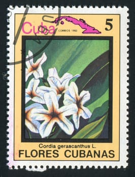 CUBA - CIRCA 1983: Latin Beautiful tropical flower, circa 1983.