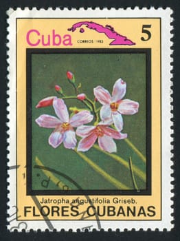 CUBA - CIRCA 1983: Latin Beautiful tropical flower, circa 1983.