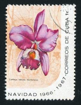 CUBA - CIRCA 1967: Latin Beautiful tropical flower, circa 1967.