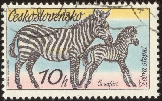 The scanned stamp. Chehoslovatsky stamp. The zebra with a foal skips.