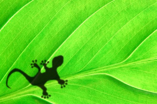 gecko shadow on green leaf texture showing nature concept with copyspace