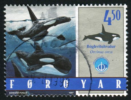 FAROE ISLANDS - CIRCA 1997: Marine mammals. Orcinus orca, circa 1997.
