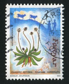 FAROE ISLANDS - CIRCA 1991: Flora and Fauna. Plantago lanceolata, circa 1991.