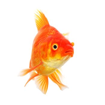 high quality image of goldfish swimming isolated on white background