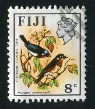 FIJI - CIRCA 1970: Two birds. Blue-crested broadbills, circa 1970.