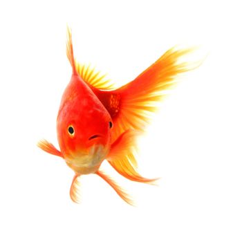goldfish isolated on white showing success or job search concept