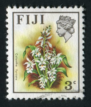 FIJI - CIRCA 1970: Beautiful tropical flower. Calanthe furcata, circa 1970.
