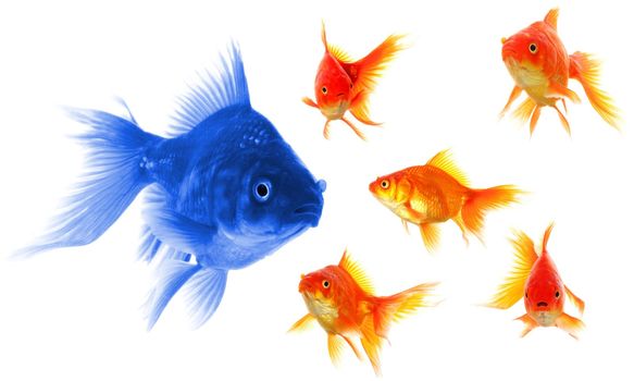 individual success winner outsider boss or motivation concept with goldfish isolated on white