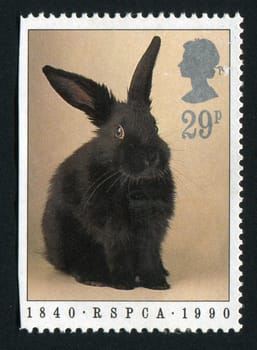 ISLE OF MAN - CIRCA 1990: Black rabbit, circa 1978.
