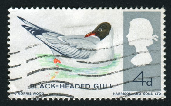 GREAT BRITAIN - CIRCA 1966: Black-Headed Gull, circa 1966.