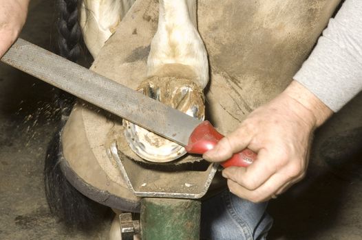 Farrier cleaning horse hoofready for mounting on horseshoe