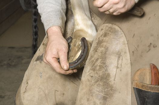 Farrier nailing horse shoe on horses hoof