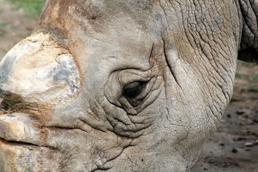 A closeup of the eye of a white rhino.
