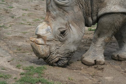 A white rhino feeding at a zoo.
