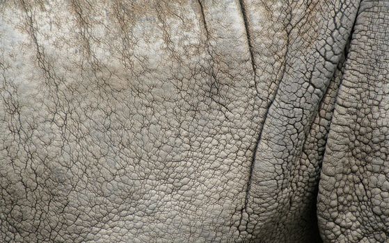 A closeup of of a rhinoceros's skin.