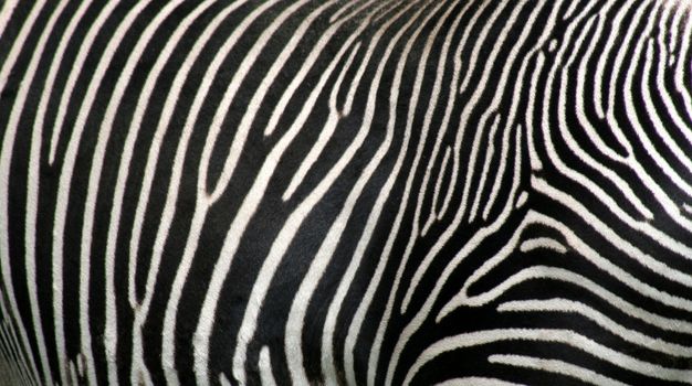 A close up of zebra hide.