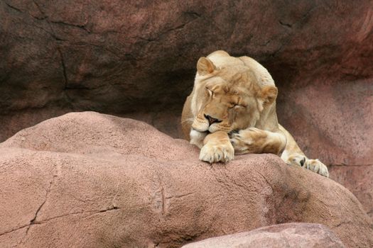 A sleeping lioness on a large rock.