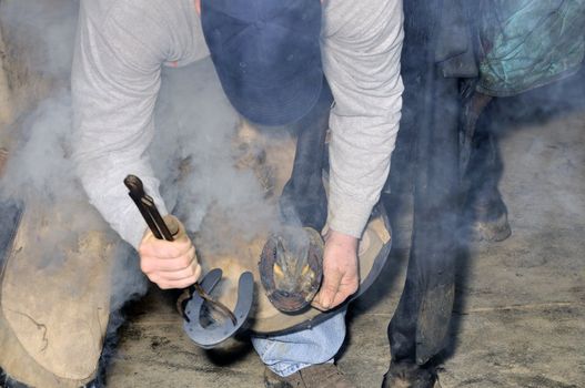 Farrier cleaning hot horse shoe ready for mounting on horses hoof