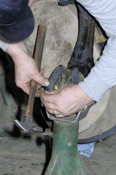 Farrier attaching horse shoe on horses hoof