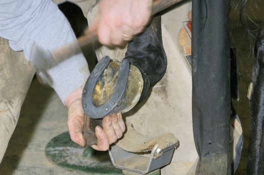 Farrier cleaning hot horse shoe ready for mounting on horses hoof