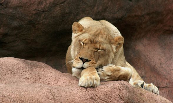 A sleeping lioness on a large rock.
